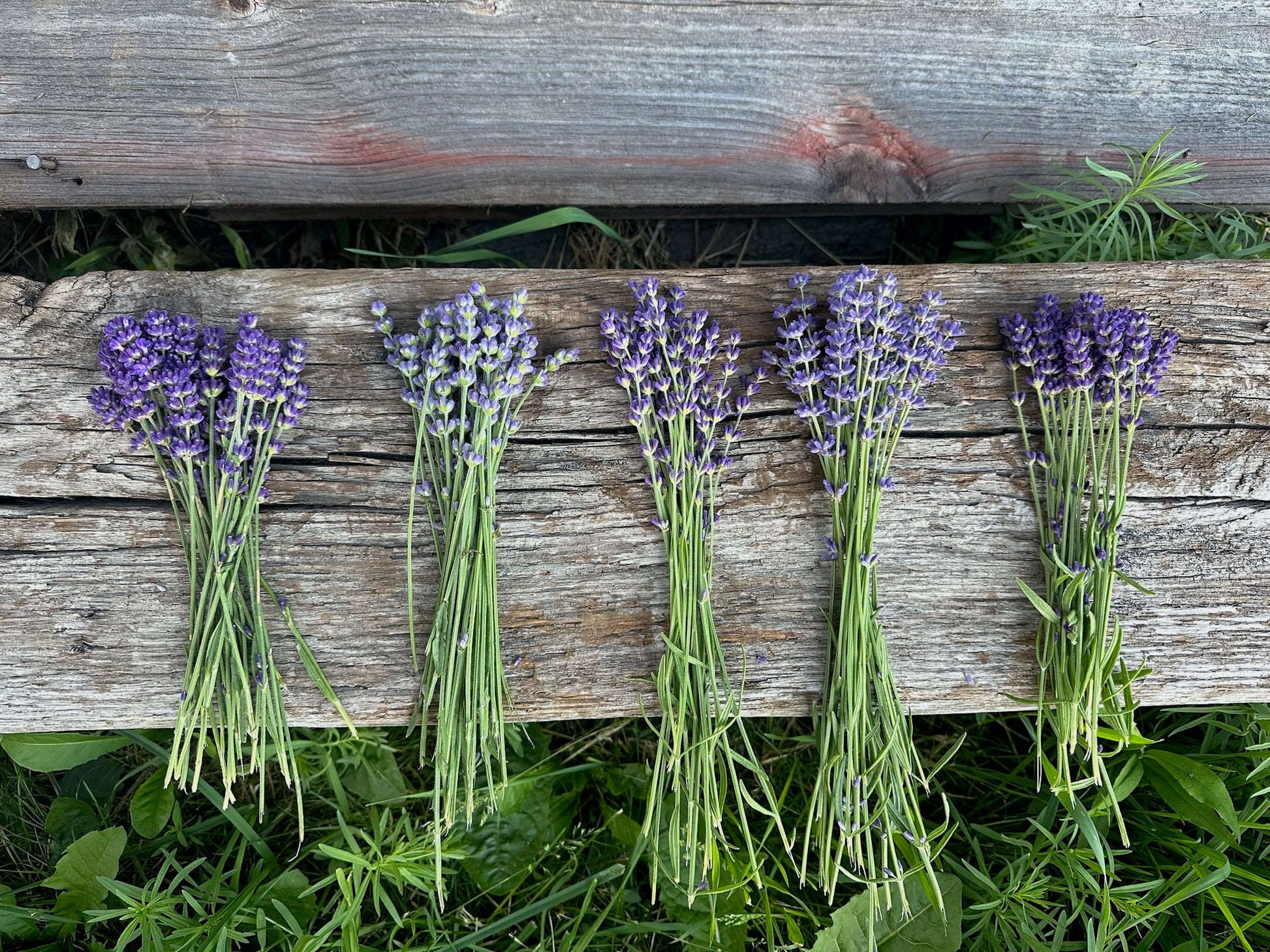 5 types of culinary lavender displayed on a wooden bench