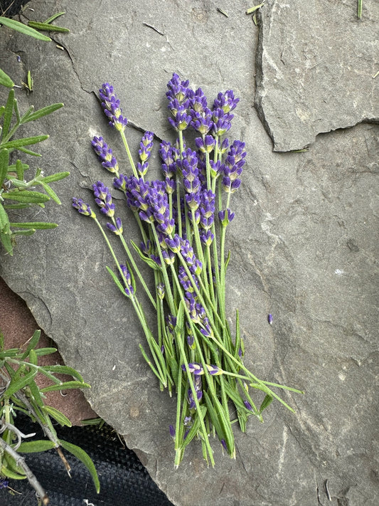 Sam's Lavender Gift Card