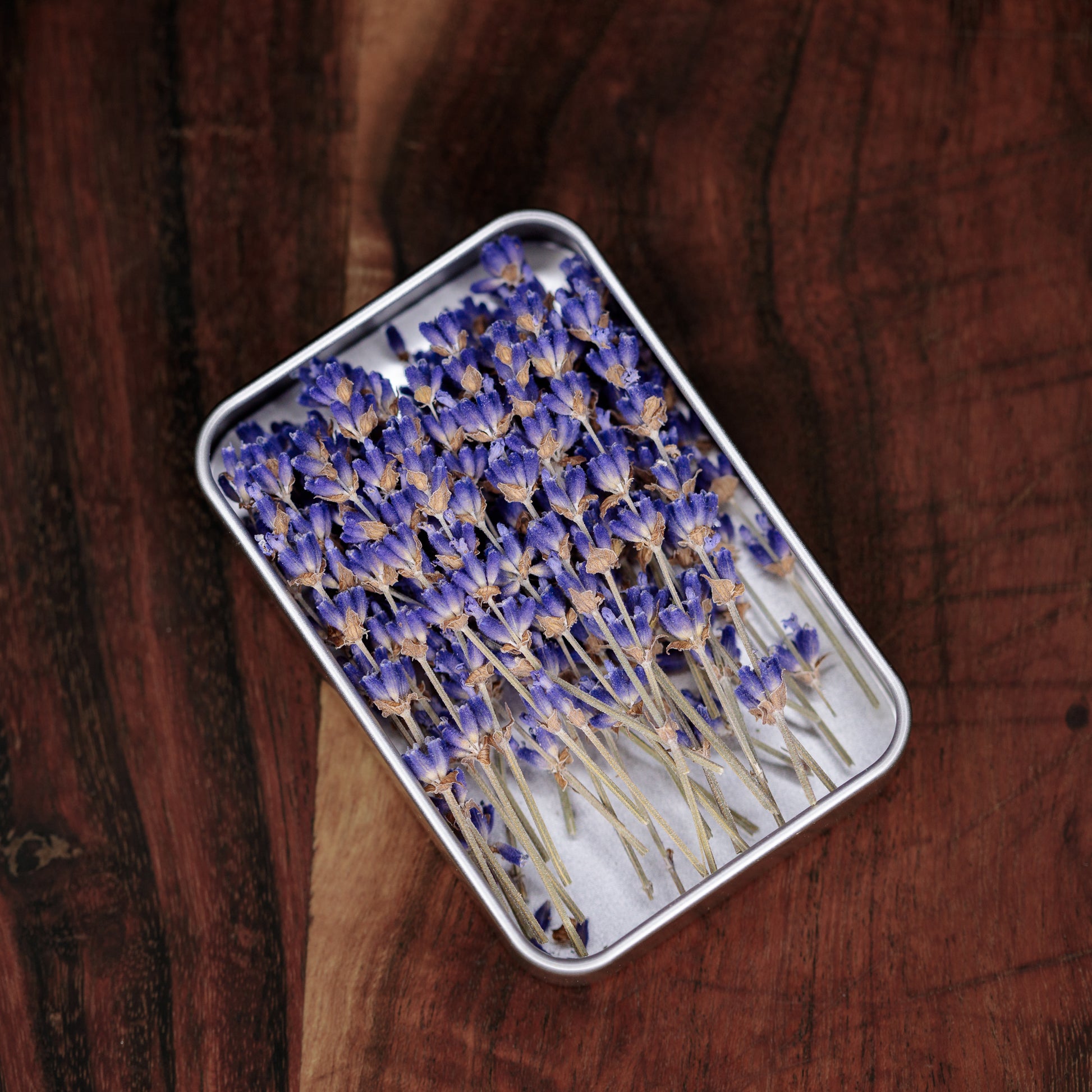 Metal tin opened to show approximately 25 3-inch culinary lavender cocktail sticks.
